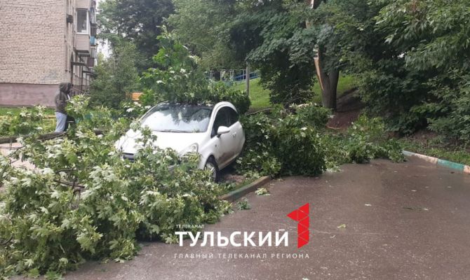 В Тульской области из-за сильного ветра начали падать деревья