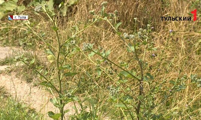 Каменные джунгли: тулякам приходится каждый день пробираться через заросли репейника и крапивы