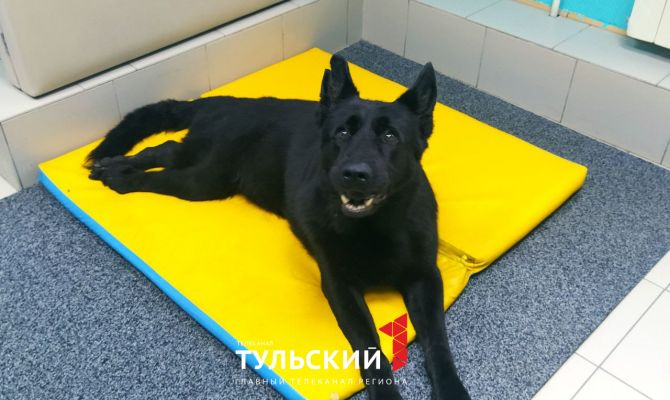 В Туле нужна помощь собаке со сломанным позвоночником