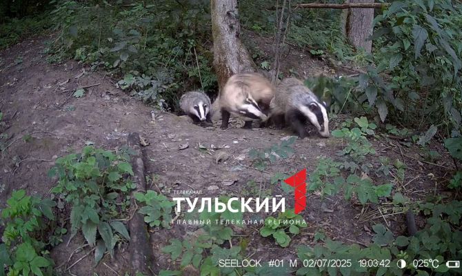 На границе Тульской области заметили барсучат
