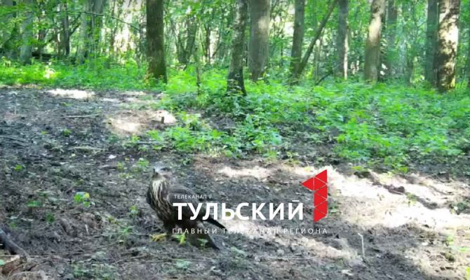 На границе Тульской области заметили канюка