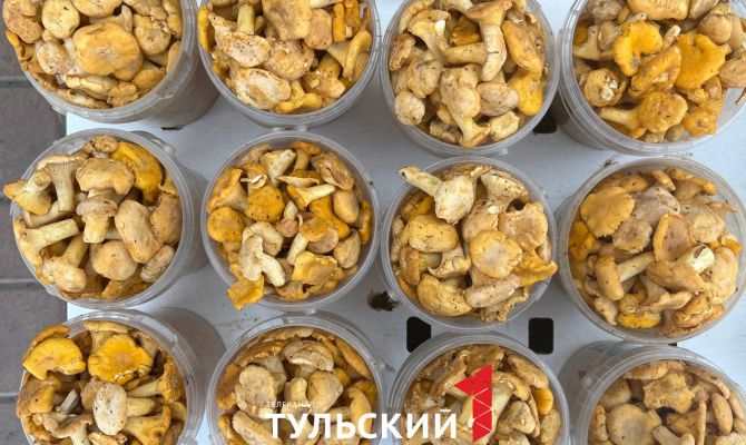 Почему на тульском рынке сейчас только лисички