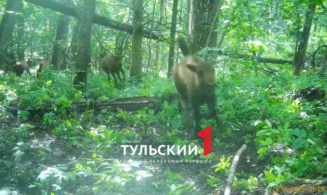 На границе Тульской области заметили зубрят