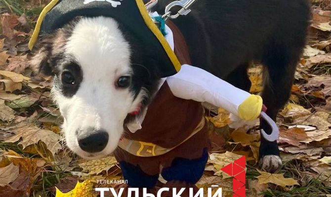 В Туле прошел парад собак: фоторепортаж