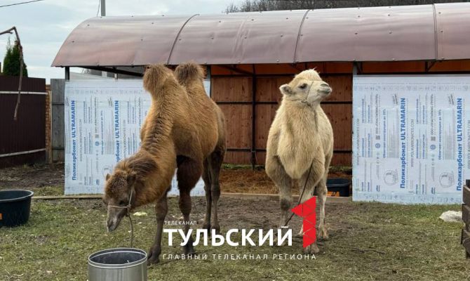 Под Тулой начали разводить верблюдов из Калмыкии