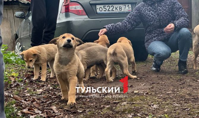 В Туле ищут дом для шести брошенных щенков