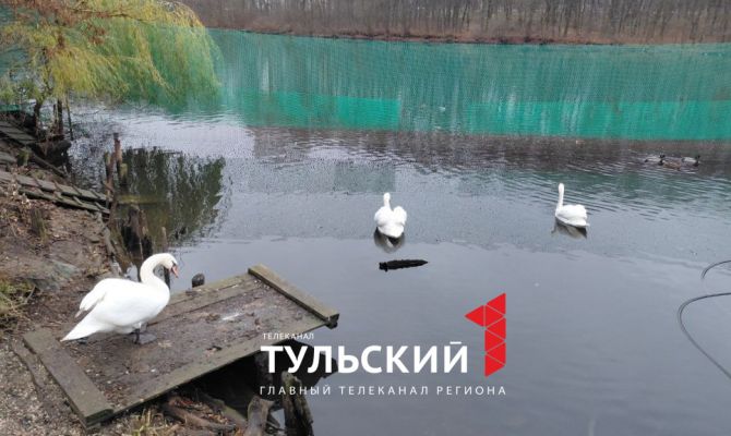 Тулякам рассказали, в чем отличие зимовки белых и черных лебедей