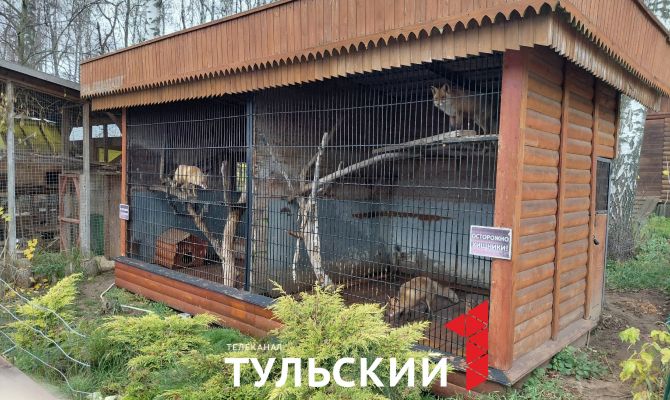 Как в зооуголке Центрального парка Тулы ухаживают за животными