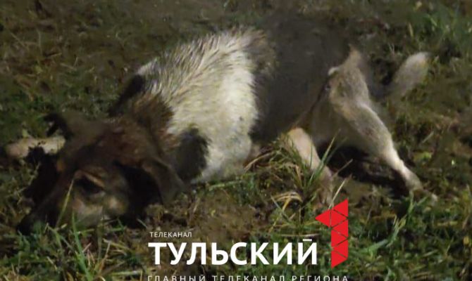В Туле живодёры продолжают расстреливать собак