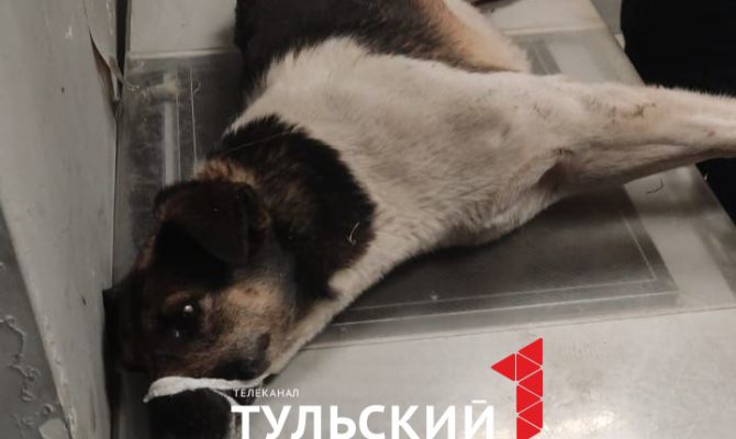 Три пули и рассеченная голова: дворняжка из Тулы нуждается в лечении