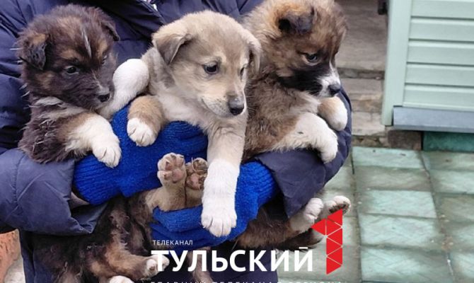 Волонтеры из Тулы спасли пять щенков из болота