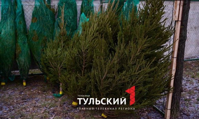 В Туле заработали елочные базары: цены и список адресов