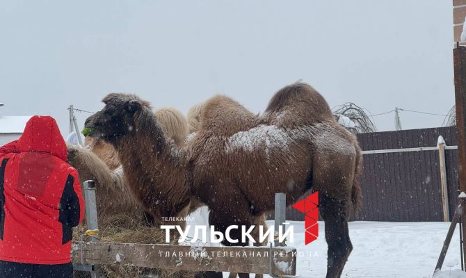 Тульские зоологи рассказали секрет горбов верблюда