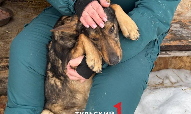 В мешке выкинули на мороз: волонтёры из Узловой спасли собаку с её братом и сестрой