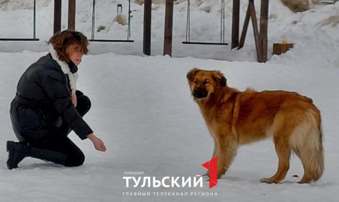 Волонтер из Тулы ищет дом для годовалого метиса Луны