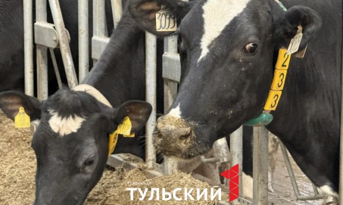 В молоке из Богородицкого района нашли 680 кг "фантомного" жира