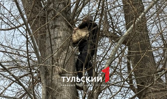 Тулячка залезла на дерево с пятиэтажный дом и спасла застрявшего кота