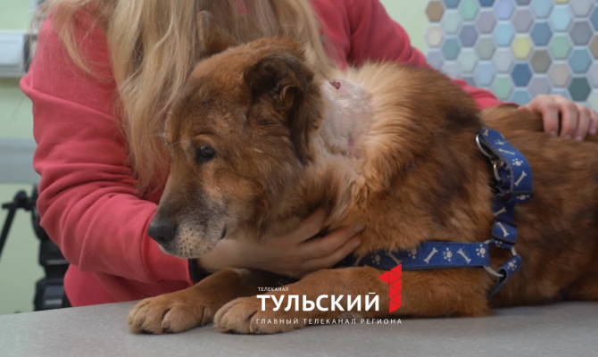 В Туле спасли пса с оторванным хвостом и ножевым ранением