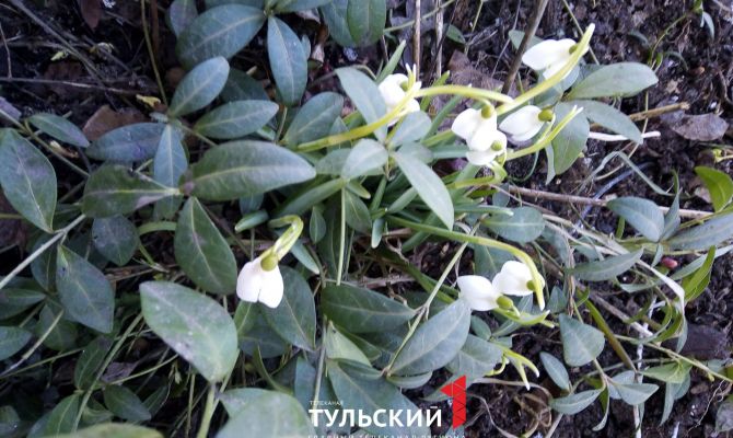 В Туле зацвели подснежники