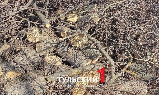 В администрации Тулы прокомментировали рубку деревьев в сквере