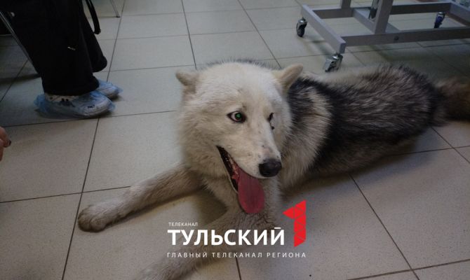 В теле раненой стрелой собаки под Богородицком нашли пулю