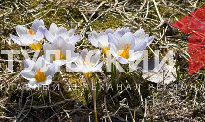 На Казанской набережной в Туле распустились крокусы