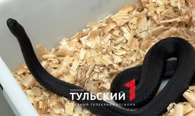 В Тульском экзотариуме раскрыли порядок действий после укуса гадюки 