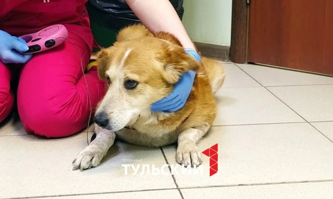 В Туле дворняга дважды пережила рак: Мандаринке нужна помощь