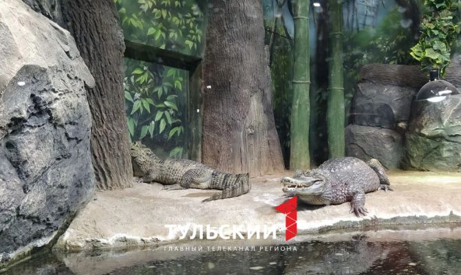 Кайману Геннадию из Тульского экзотариума подселили подругу Антонину