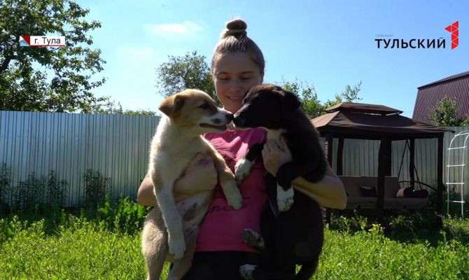 В Туле маленьких щенков выбросили из машины на полном ходу