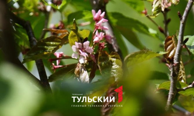 В Ясной Поляне распустилась сакура