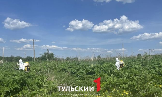 В Туле потратят 20 млн рублей на борьбу с борщевиком