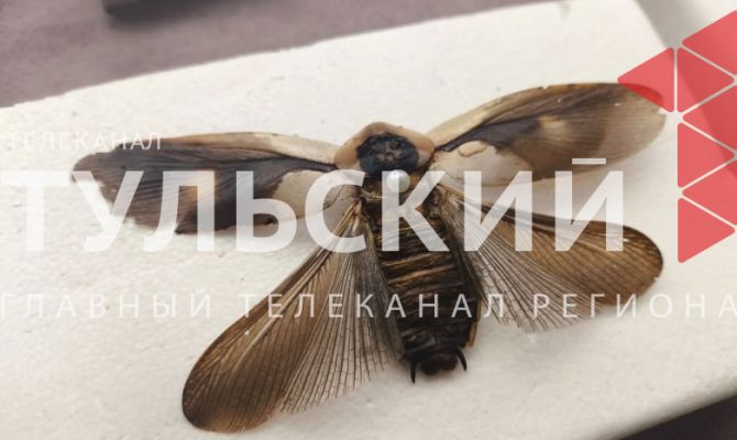 Тульский школьник собрал коллекцию экзотических насекомых с пяти континентов