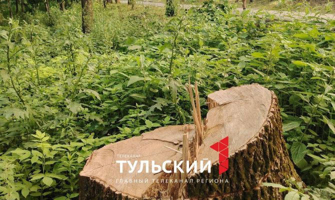 В Платоновском парке Тулы массово спилили деревья