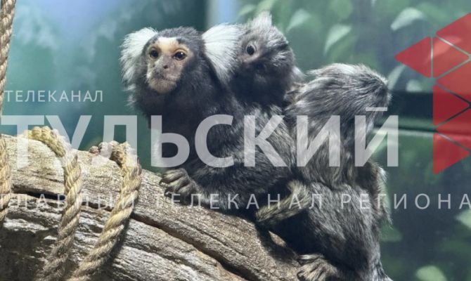 В тульском экзотариуме показали новорожденных игрунок 