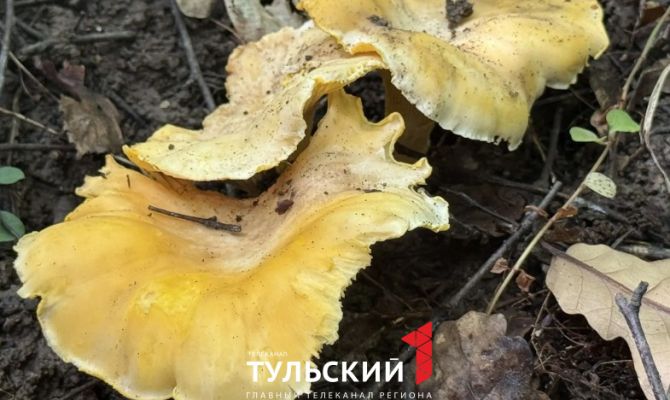 Миколог из Тулы назвала признаки «грибного» леса 