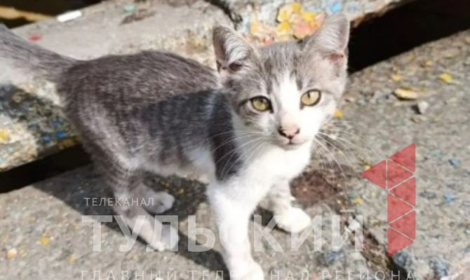 Волонтёр СВО из Тулы ищет дом для 10 котят  