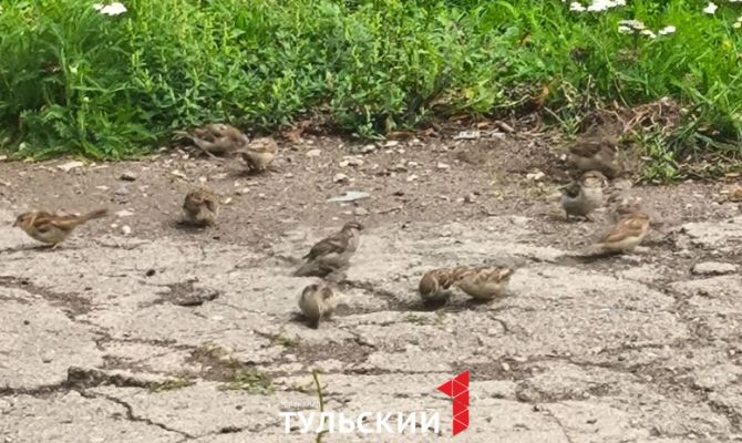 Туляки могут помочь в переписи воробьев