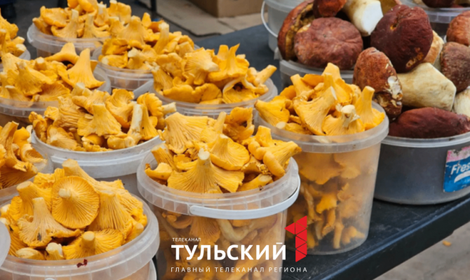Тульский миколог назвала три главных совета для грибников