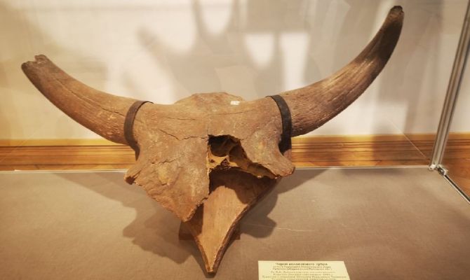 Тулякам покажут зубы динозавров