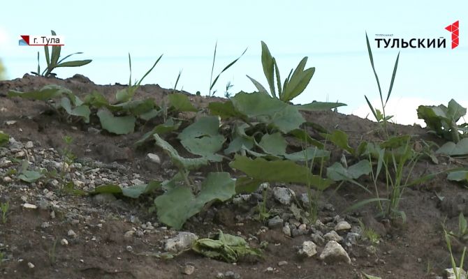 Огороды жителей тульского села могут зарасти борщевиком