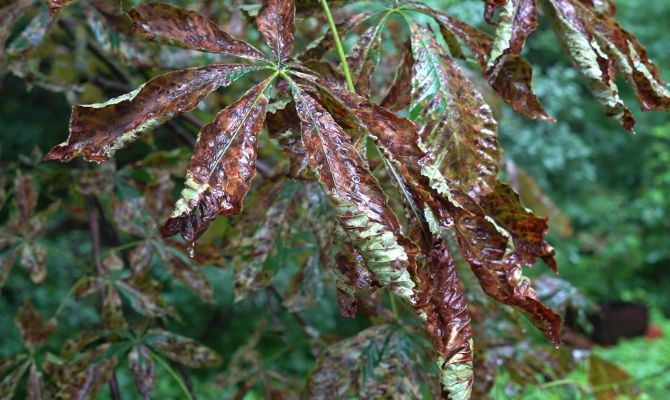 Деревья в Центральном парке Тулы могут погибнуть из-за нашествия вредителей