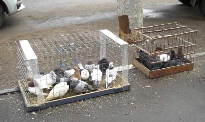 Птичку жалко: в Благовещение тульские экоактивисты вышли в рейд против браконьеров