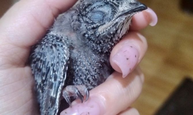 Стрижи попали в список самых распространенных птиц Тульской области