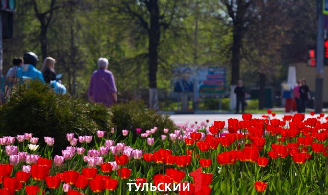 Тюльпаны в городе: как Тула готовится встретить 9 Мая