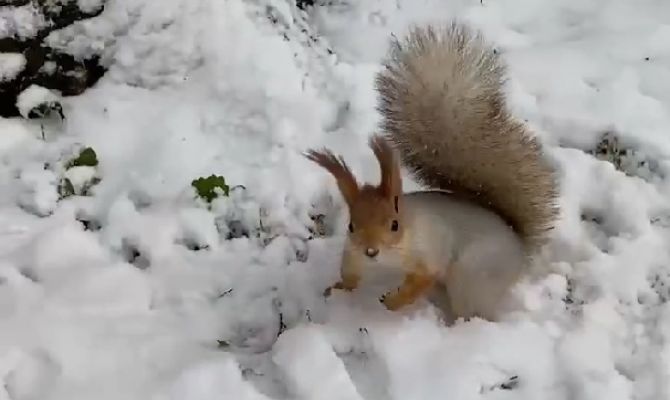 В Веневском парке показали, как белки готовятся к зимовке
