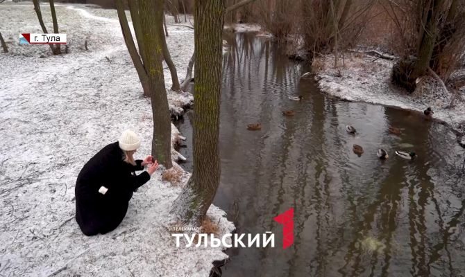 На водоемах в Тульской области пересчитают всех уток