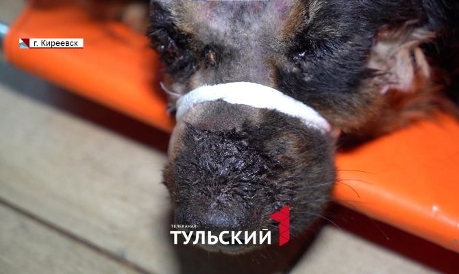 Под Тулой живодеры расстреливали и резали ножом живого пса