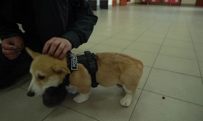 На службу в тульской Росгвардии заступил щенок корги