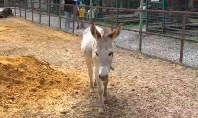 В новомосковском зоопарке поселился ослик